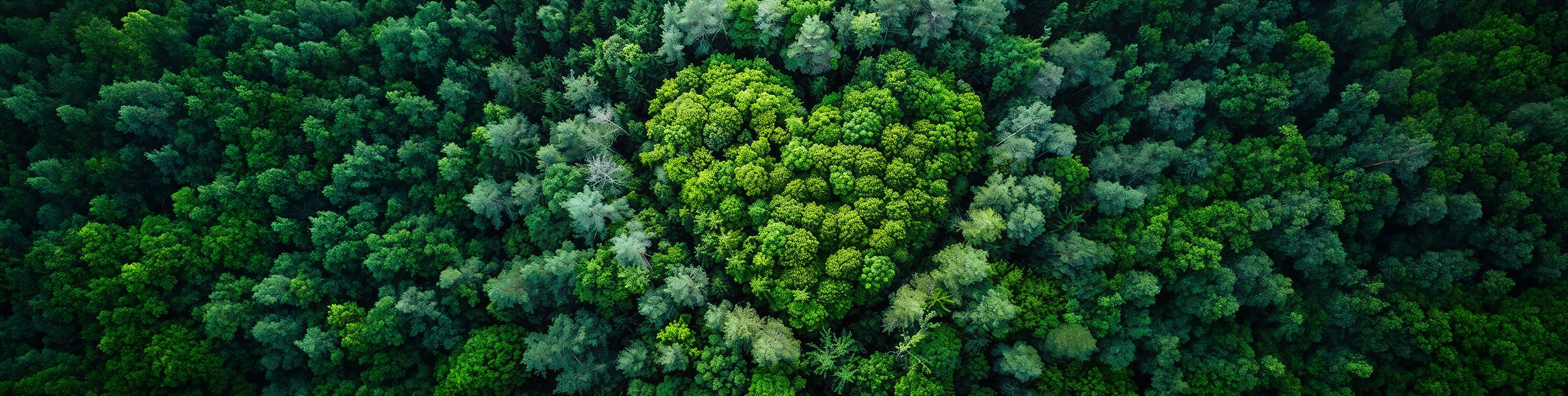 Herzform in einer Waldkulisse von oben